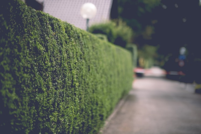 Haagplanten kiezen en aanplanten