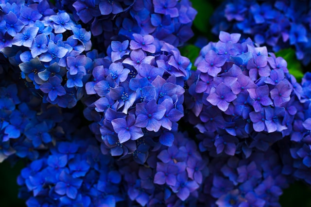 Bloeitijd van de hortensia