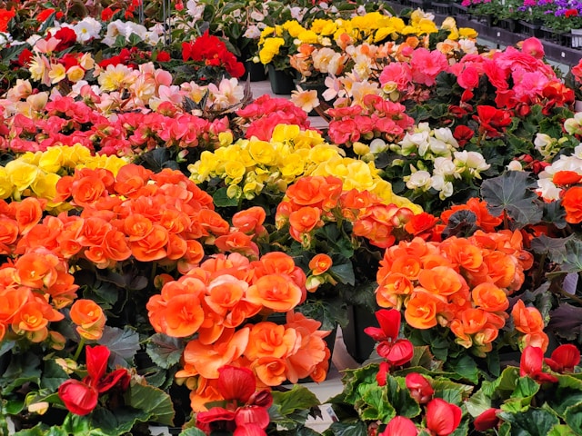 Grootste tuincentrum van Nederland